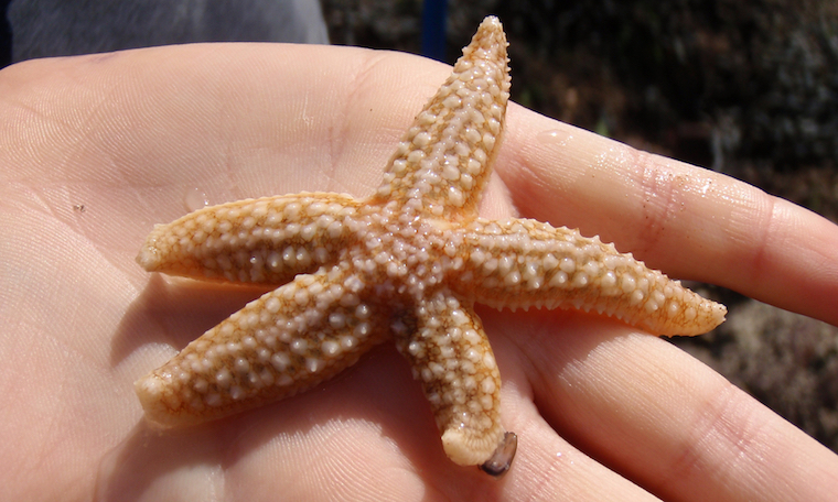 starfish